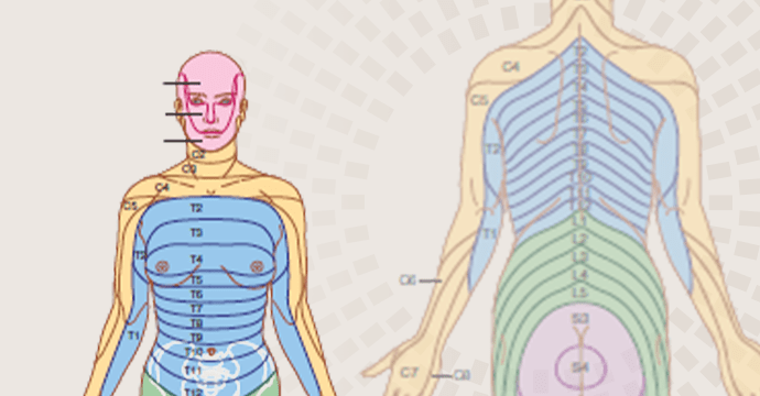Dermatomes and Myotomes