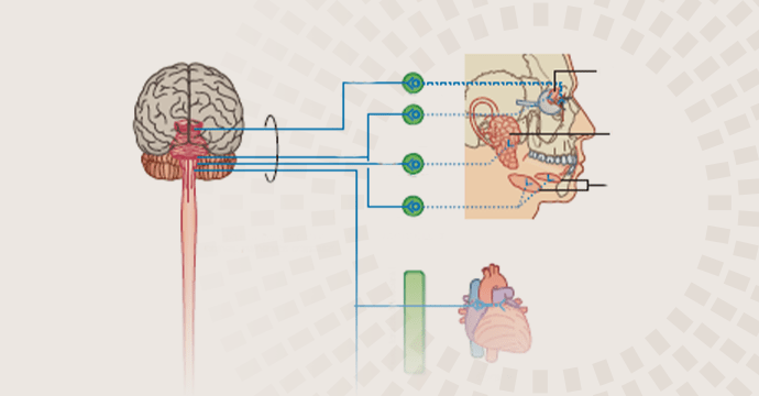 Parasympathetic system