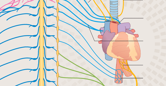 Basicos-Anatomia-Plexos-Nerviosos