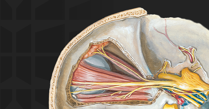 Anatomía-lfashcard-Nervios-Orbita