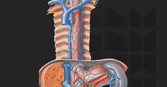Mediastino