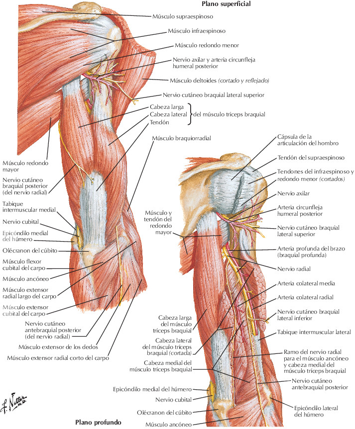 Miembro superior. Músculos del brazo: visiones posteriores