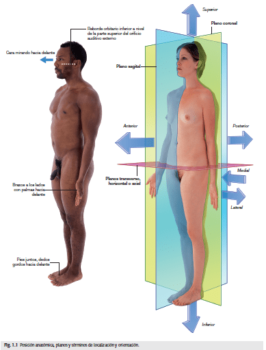 PLanos anatómicos
