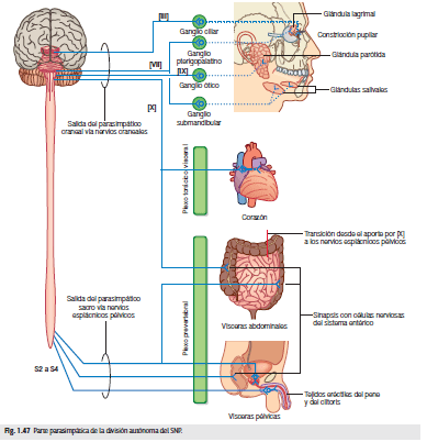 Sistema Parasimpático