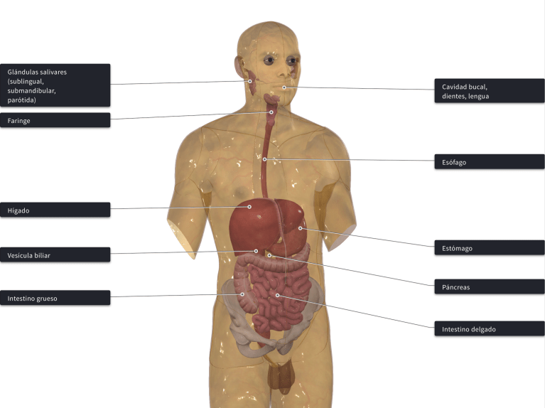 Visión general del sistema digestivo