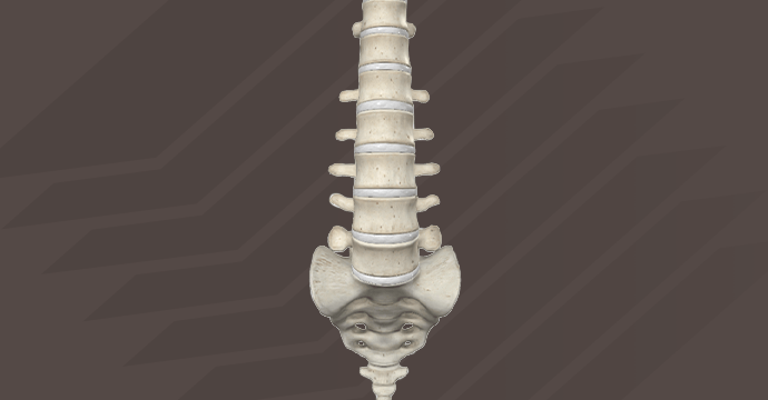 Columna vertebral vista anterior
