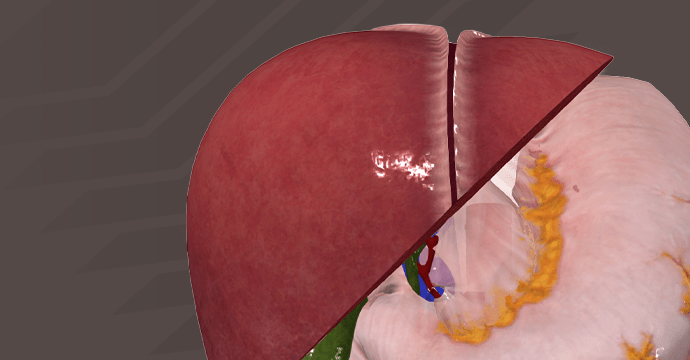 Hígado in situ: sistemas vasculares y de conductos