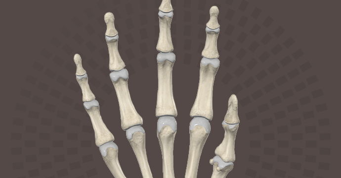 Huesos de la mano: vista anterior y posterior