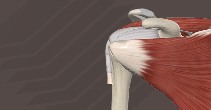 Músculos del manguito rotador: vista anterior y posterior