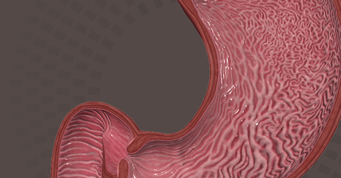 Mucosa del estómago