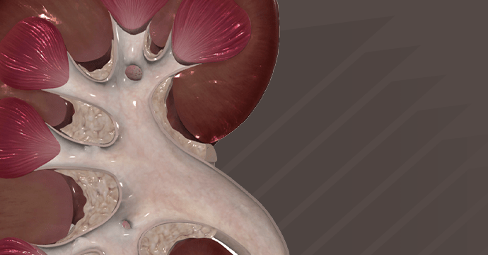 Estructura macroscópica del riñón: riñón derecho seccionado