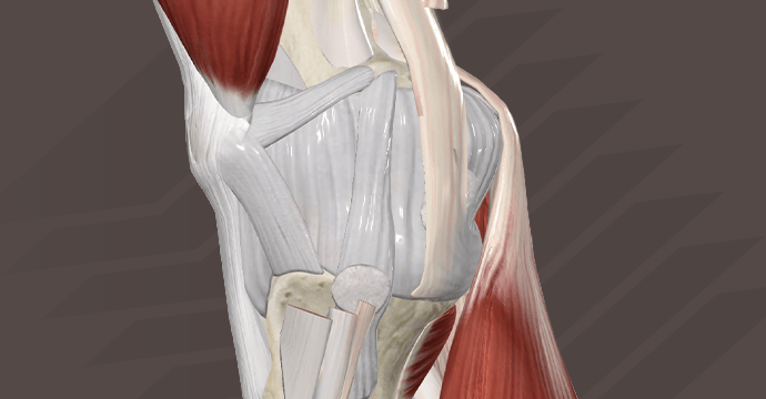 Rodilla: vistas medial y lateral