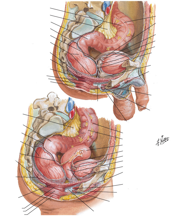 Recto femenino y masculino