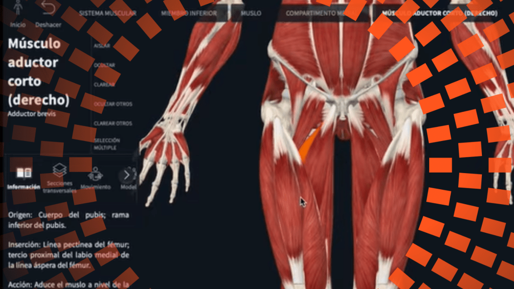 Cómo aprender los músculos del cuerpo rápido y sin memorizar. Guía práctica de anatomía