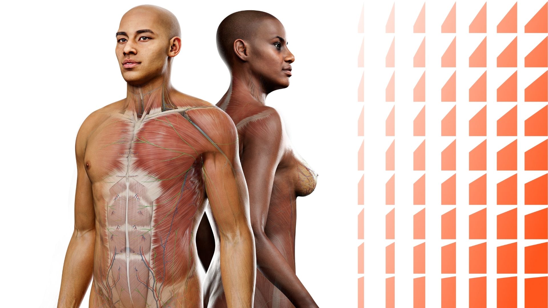 Cas cliniques avec Complete Anatomy