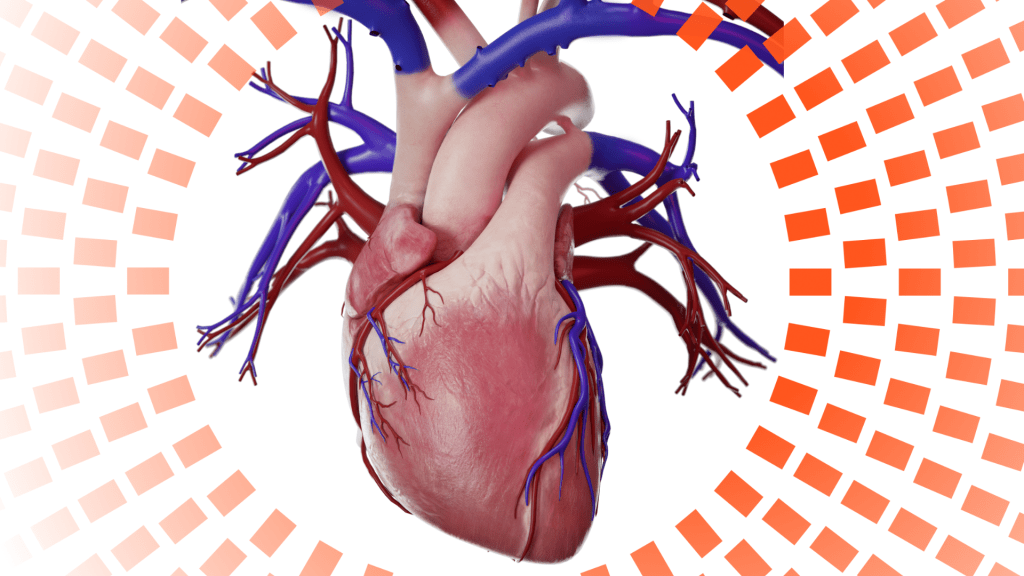 Maîtriser l’anatomie du cœur :
5 méthodes efficaces pour réussir